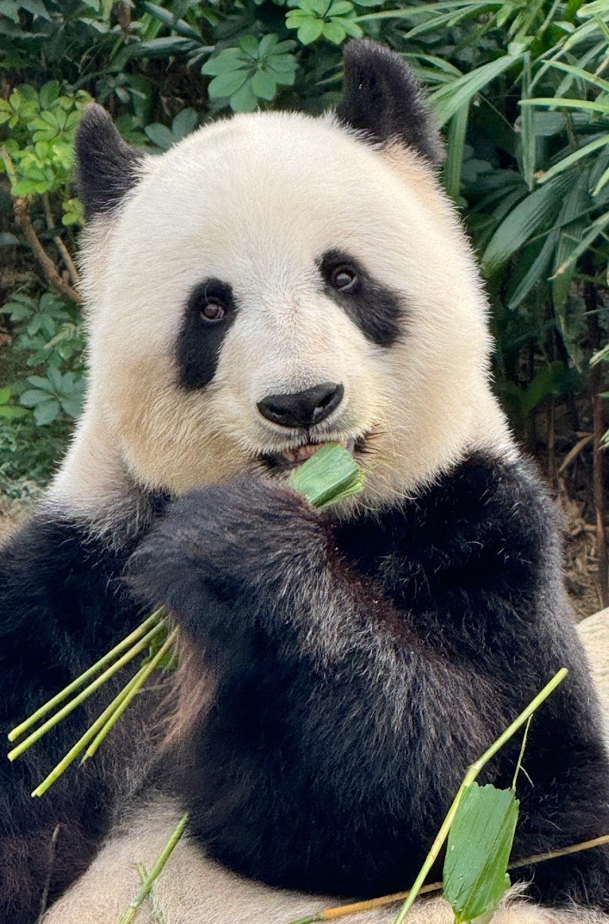 홍콩 오션파크 티켓 아쿠아리움 동물원 아이와 가족여행 2월 3월 날씨