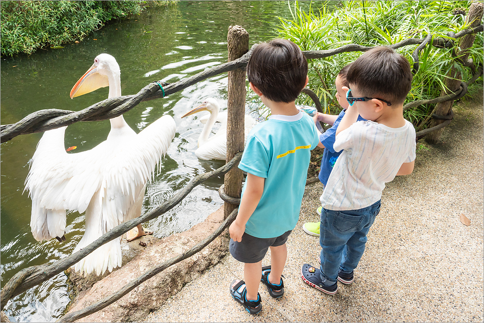 싱가포르 동물원 입장권 준비 아이랑 해외여행 싱가포르 자유여행