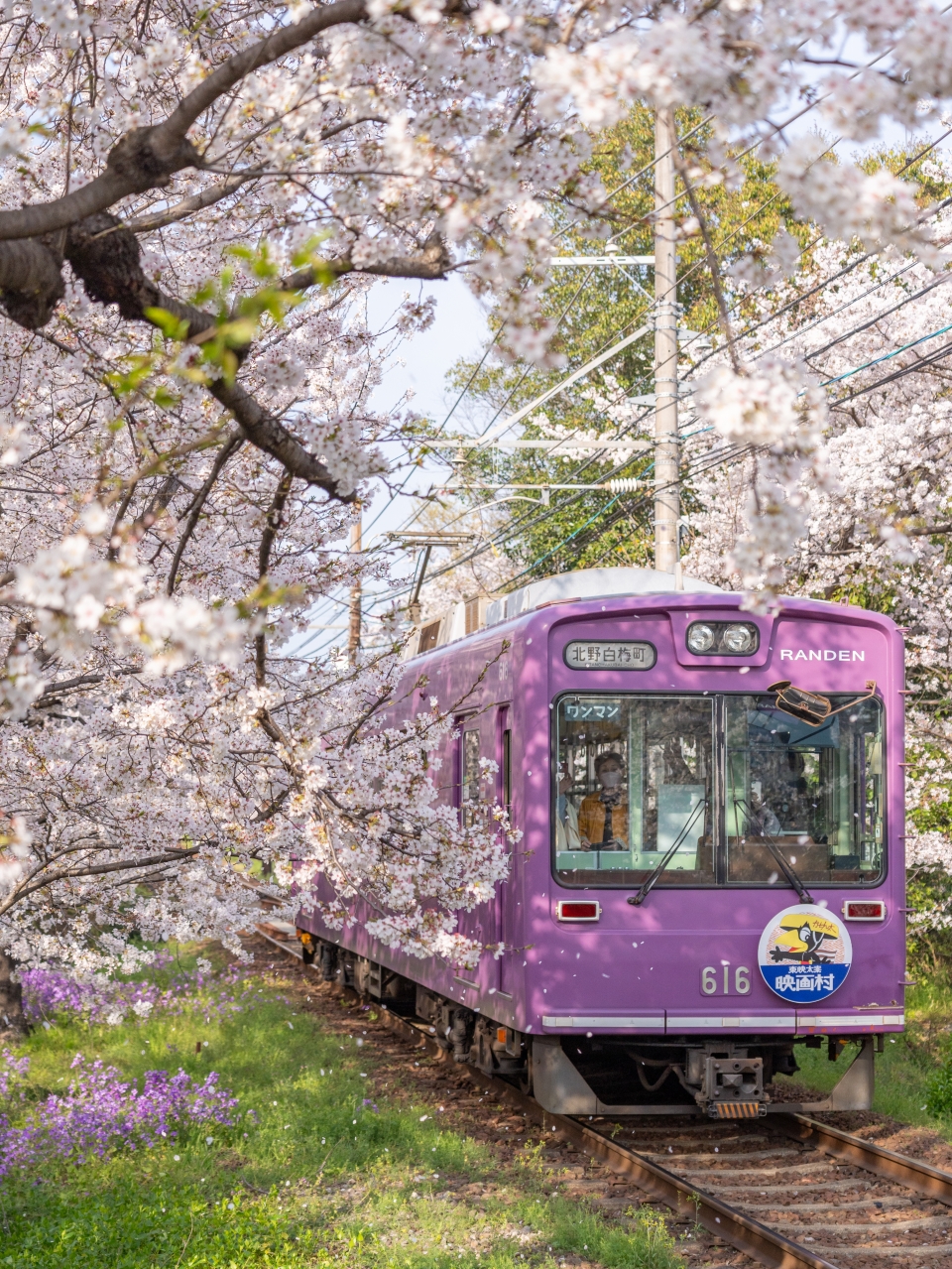 오사카 교토 여행 코스 가볼만한곳 + 2024 일본 벚꽃 개화시기