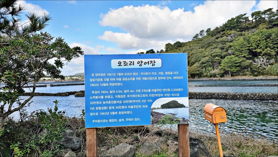 2월 제주 가볼만한곳 성산일출봉이 보이는 삼달리 촬영지 제주 핫플 오조포구 유채꽃밭!