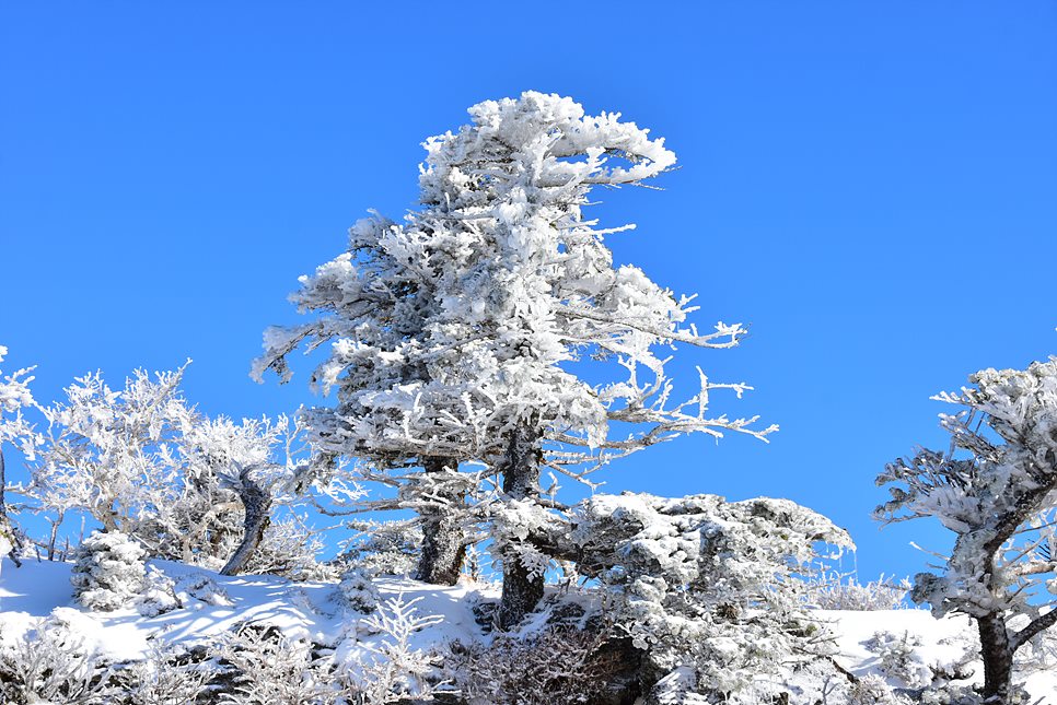 [한라산국립공원] 한라산, 환상적인 천상의 설국을 찾아서