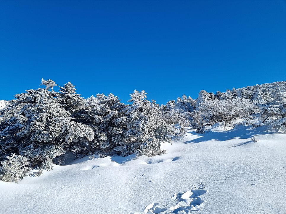 [한라산국립공원] 한라산, 환상적인 천상의 설국을 찾아서