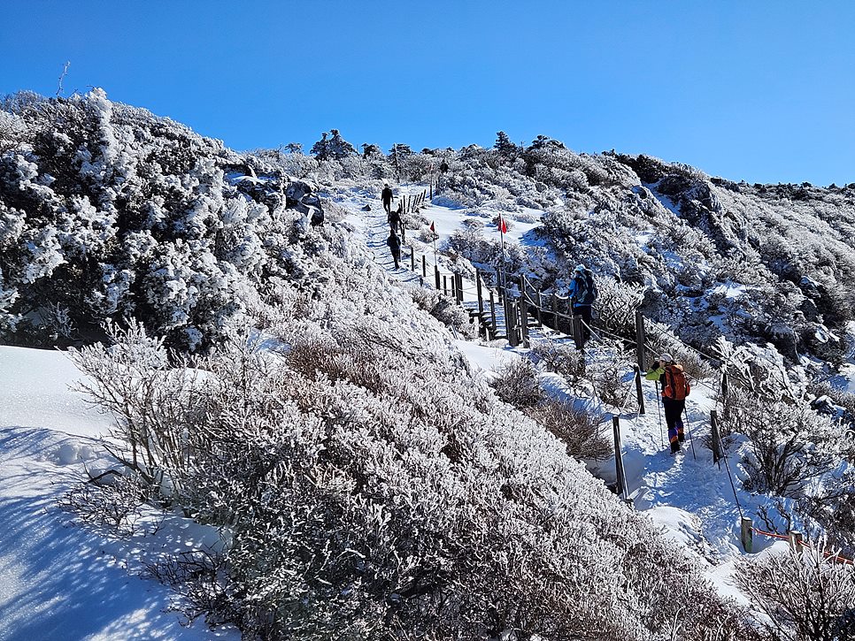 [한라산국립공원] 한라산, 환상적인 천상의 설국을 찾아서