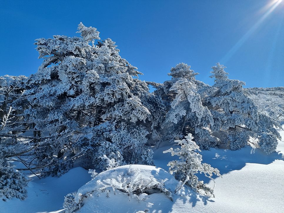 [한라산국립공원] 한라산, 환상적인 천상의 설국을 찾아서