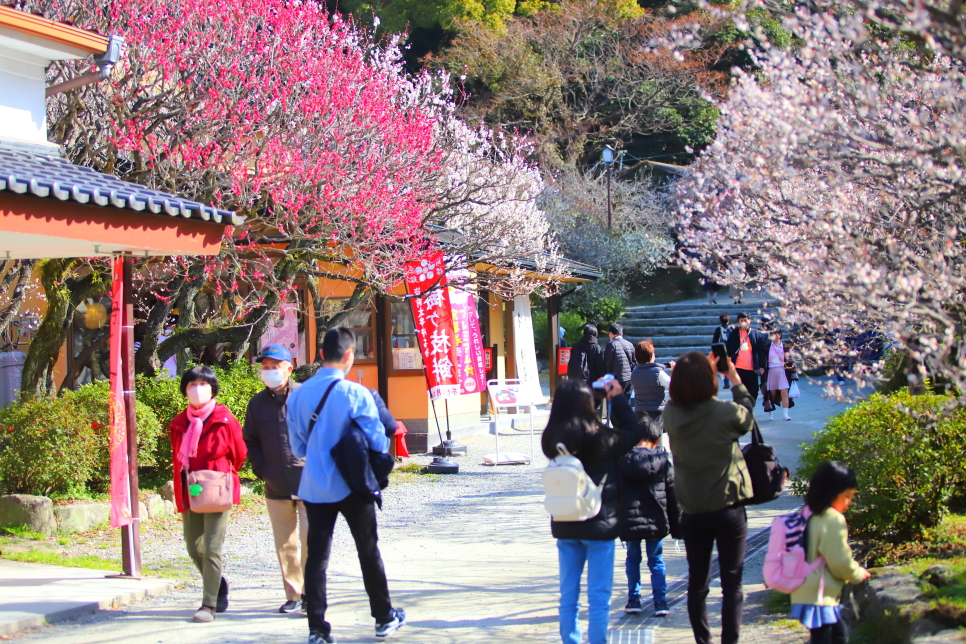 일본 후쿠오카 여행 근교 다자이후 가는법 텐만구 매화 개화시기