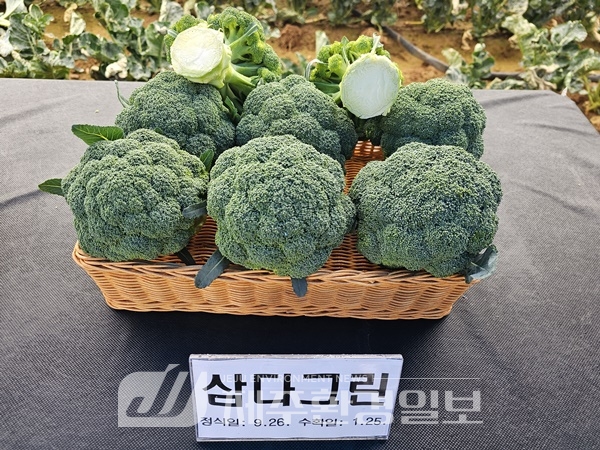 신품종 브로콜리, 병에 강하고 상품성 뛰어나
