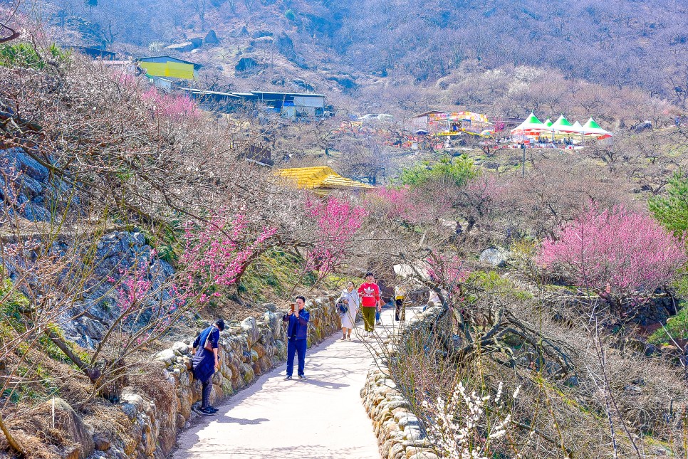 2024 광양매화축제 봄꽃축제 기본 정보와 광양매화마을 2023년 풍경