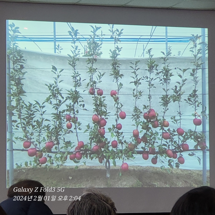 사과다축재배 평면수형 재배기술 관련 교육, 1교시 - 이론교육(강원도농업기술원)