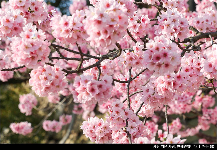 오사카 항공권 특가 50% 일본 벚꽃 여행 개화 시기