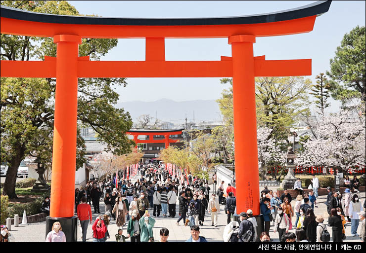 오사카 항공권 특가 50% 일본 벚꽃 여행 개화 시기