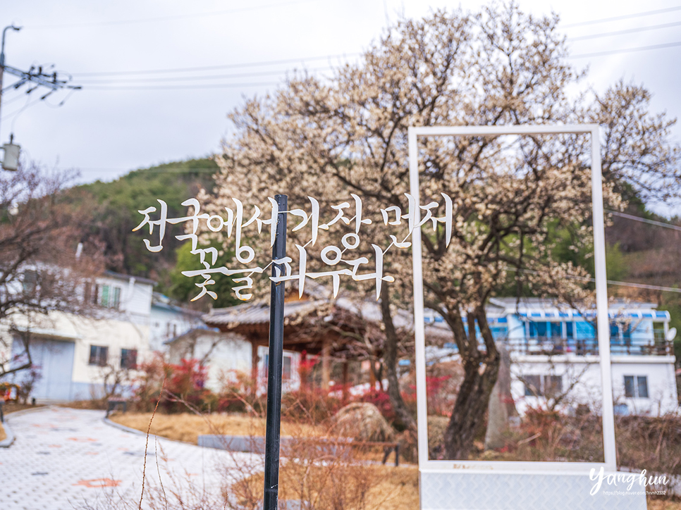 광양 여행 봄꽃 매화 개화시기 봄꽃 구경 광양매화마을 & 소학정마을