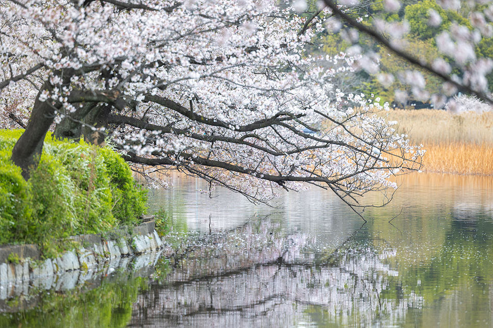 2024 일본 벚꽃 개화시기 만개 도쿄 여행 벚꽃 명소 축제 정보