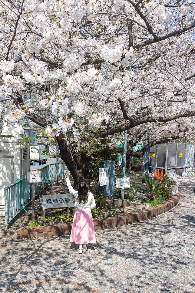 2024 일본 벚꽃 개화시기 만개 도쿄 여행 벚꽃 명소 축제 정보