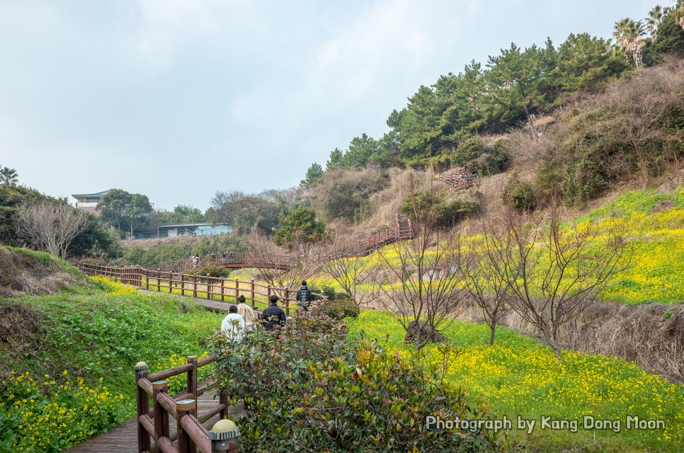 봄꽃 개화시기 날씨 제주도 봄 여행 봄에 2월 3월 제주도 가볼만한곳 유채꽃 명소 제주 엉덩물계곡