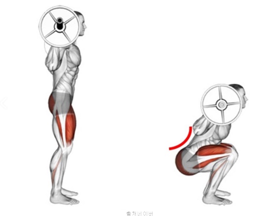 헬스장 하체 다리 근력 운동 스쿼트 풀스쿼트 백스쿼트, 기구 핵스쿼트 브이스쿼트 머신