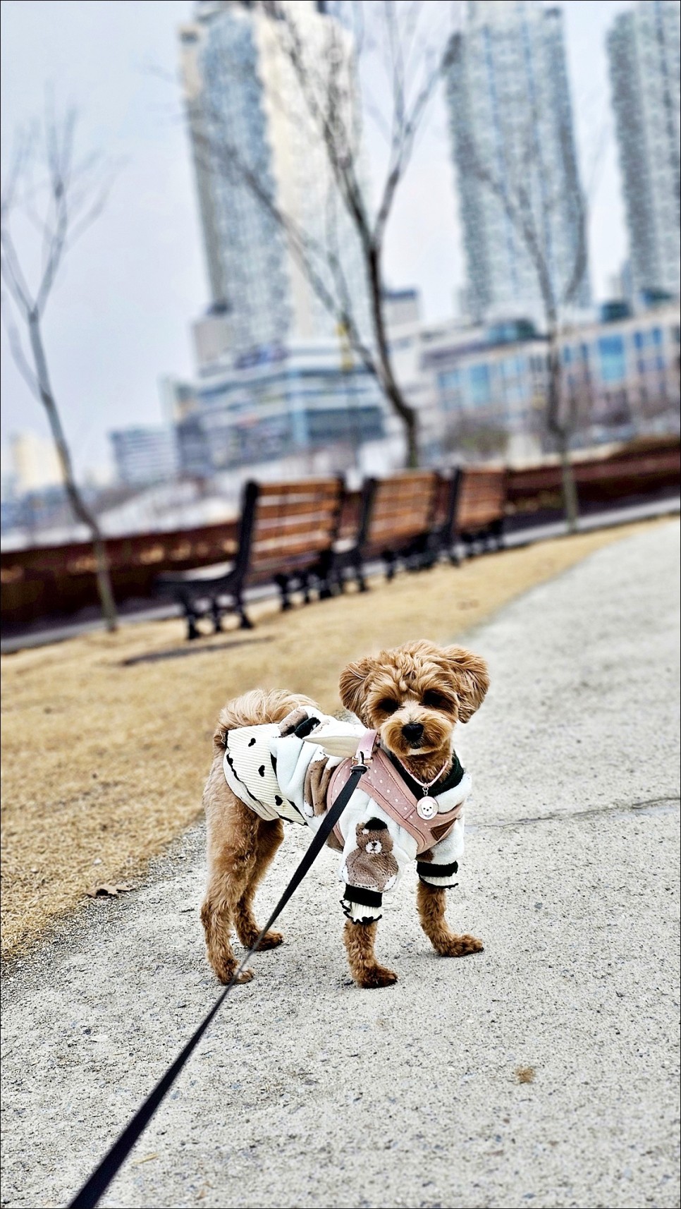 동탄 가볼만한곳 동탄호수공원 애견동반식당 소코아 서울근교 산책!