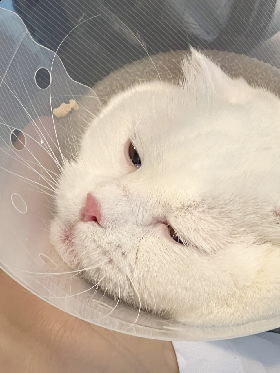 천안 동물병원 아리스타 고양이 건강검진 받기 !