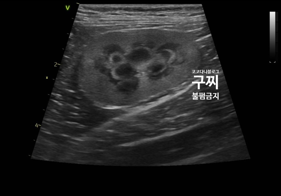 천안 동물병원 아리스타 고양이 건강검진 받기 !