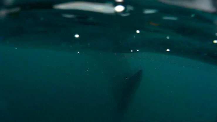 필리핀 섬 필리핀 보홀 고래상어 투어