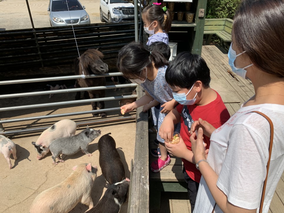 이천 돼지박물관 - 돼지에 대한 다양한 전시와 귀여운 애완돼지들을 만날 수 있는 곳
