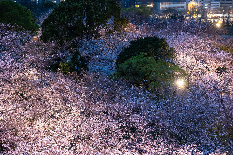 일본 유후인 후쿠오카 벚꽃여행 개화시기 축제 명소 후쿠오카 근교 유채꽃 6곳