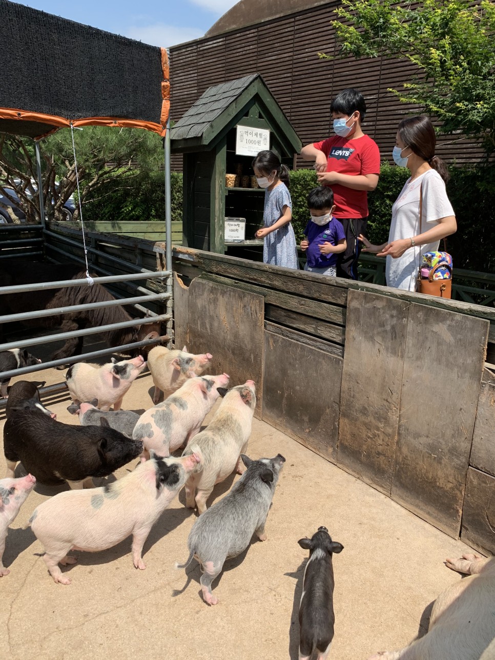 이천 돼지박물관 - 돼지에 대한 다양한 전시와 귀여운 애완돼지들을 만날 수 있는 곳