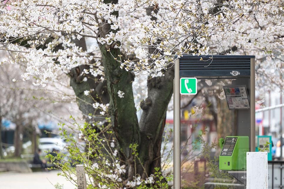 일본 유후인 후쿠오카 벚꽃여행 개화시기 축제 명소 후쿠오카 근교 유채꽃 6곳