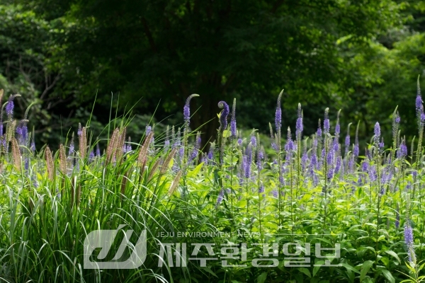 ‘우리의 정원식물’ 매달 선정, 우리 식물 우수성 널리 알린다