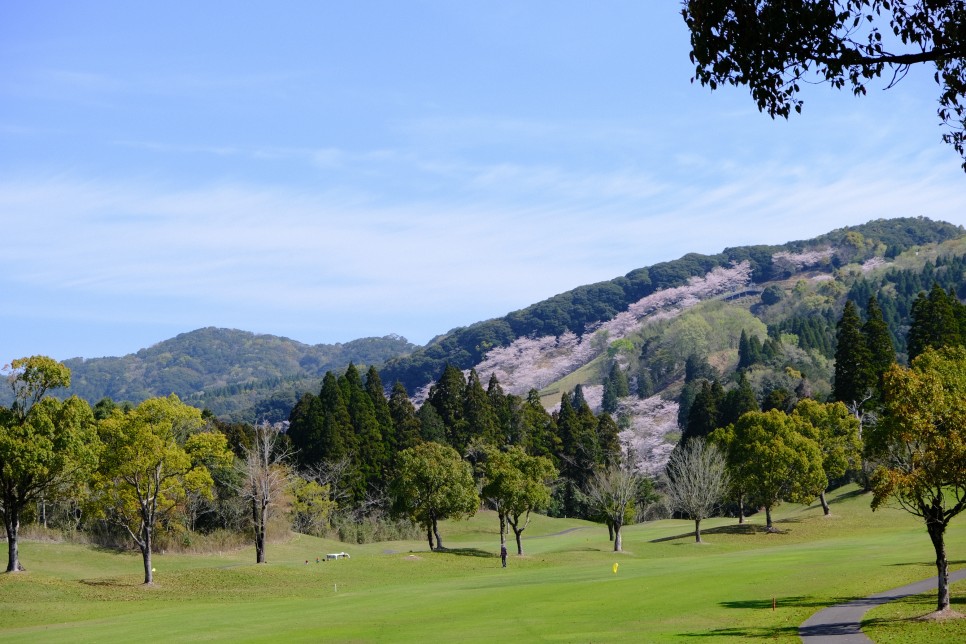 일본 골프여행 2024 벚꽃 개화시기 맞춰서 가자