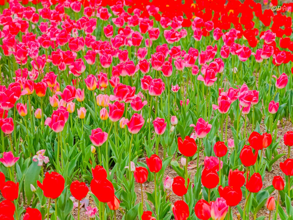 대구 봄꽃 명소 벚꽃 유채꽃 튤립 목향장미 봄나들이 추천