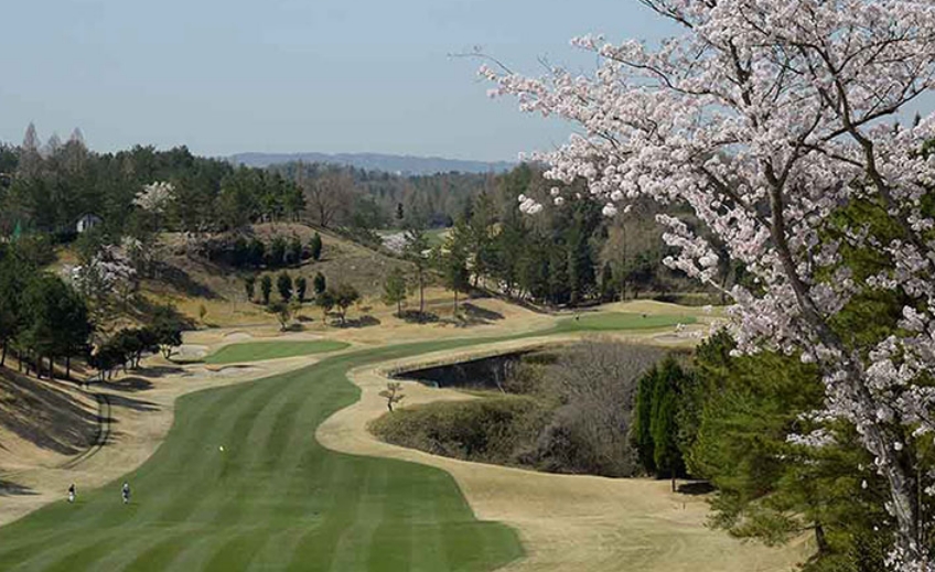 일본 골프여행 2024 벚꽃 개화시기 맞춰서 가자