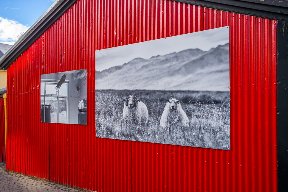 아이슬란드 여행 레이캬비크 스트릿 포토