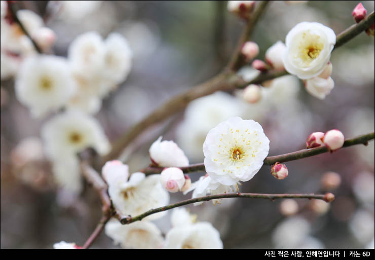 봄꽃 구경 매화 개화시기 매화 명소 후쿠오카 다자이후 가는법 텐만구