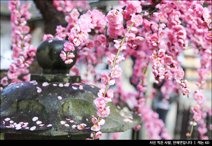 봄꽃 구경 매화 개화시기 매화 명소 후쿠오카 다자이후 가는법 텐만구