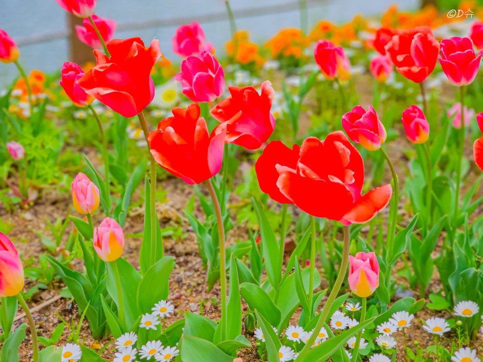 대구 봄꽃 명소 벚꽃 유채꽃 튤립 목향장미 봄나들이 추천