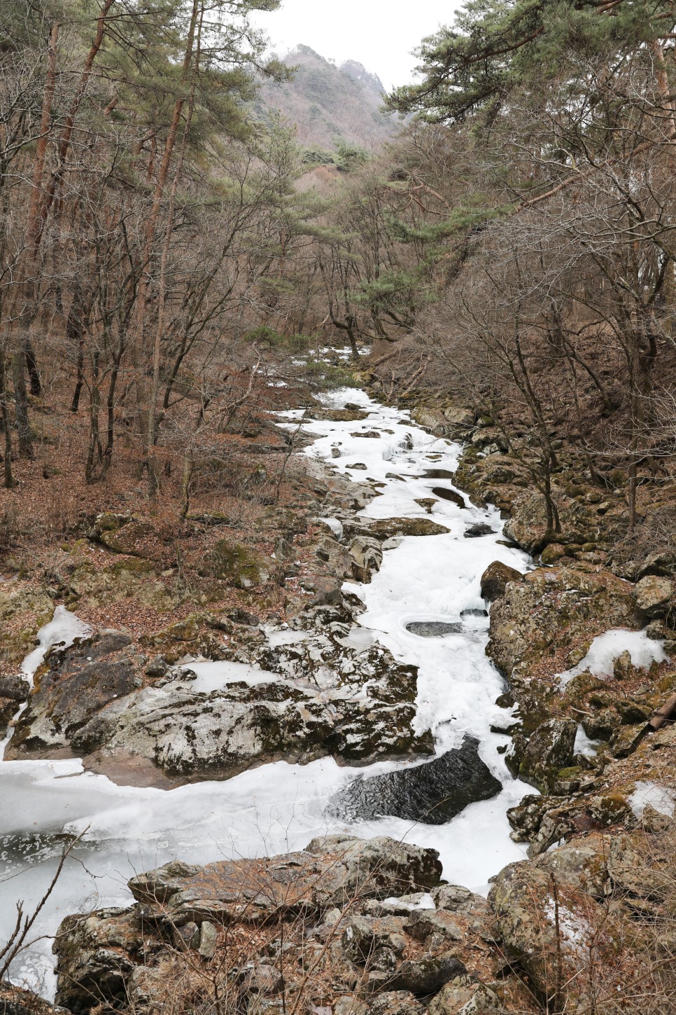 [치악산국립공원] 구룡사와 황장목 숲길 따라 계곡 트레킹
