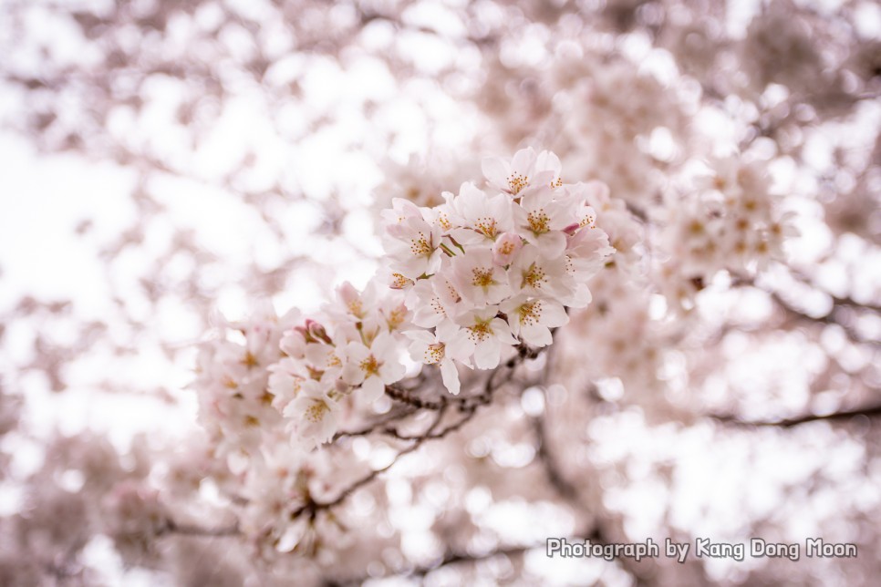 국내 봄 여행지 3월 꽃구경 제주도 벚꽃 개화시기 제주 벚꽃 명소 봄 나들이 꽃구경