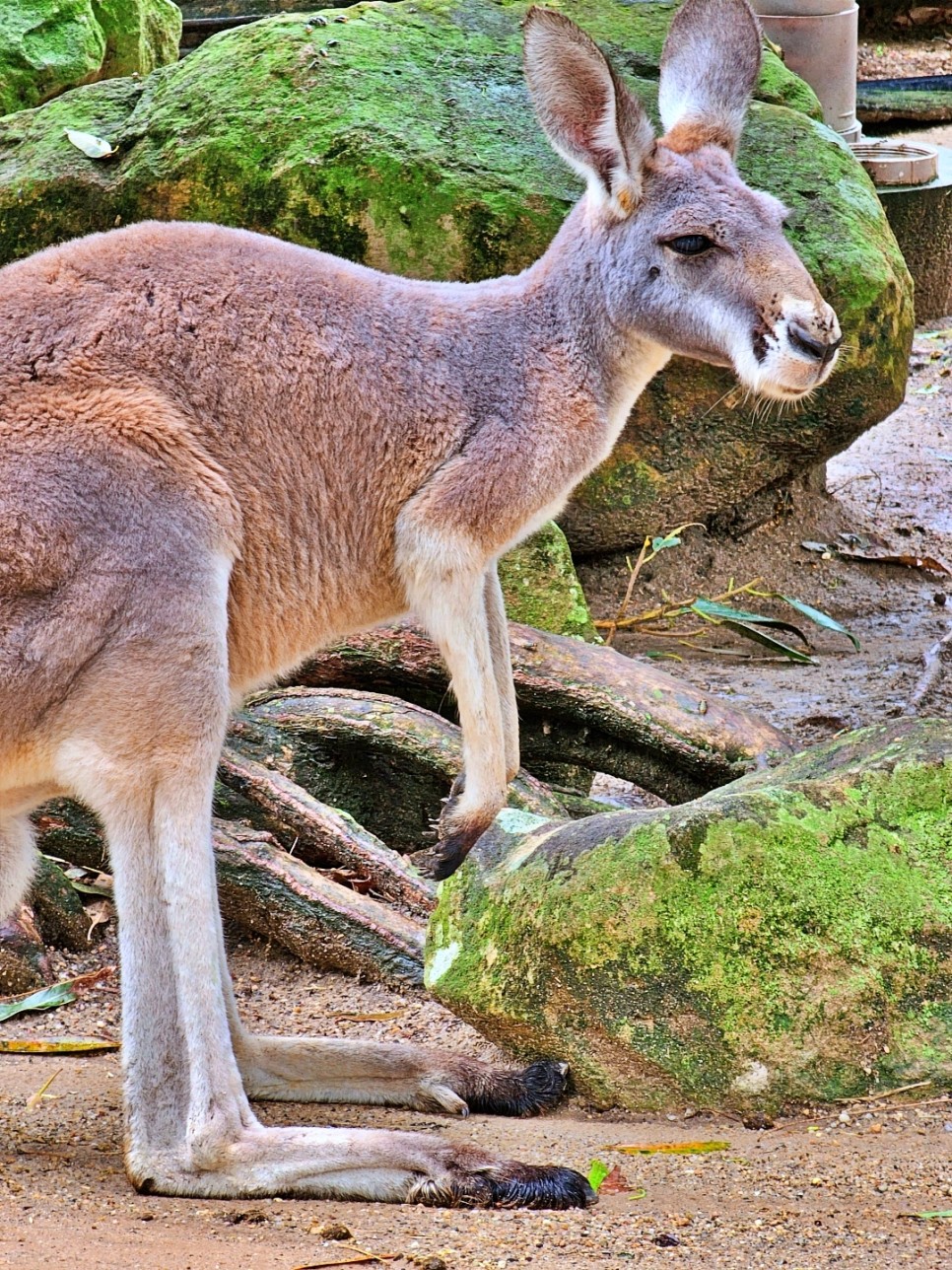 호주 시드니 여행 일정 코스 추천 3월 4월 시드니 날씨 시드니 타워아이 타롱가 동물원 빅버스