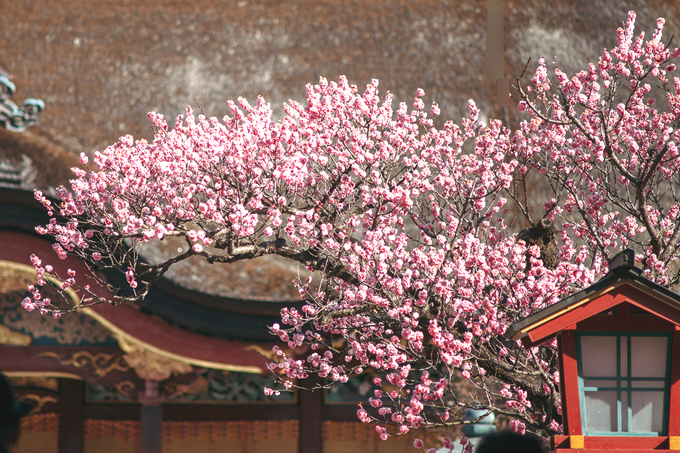 일본 후쿠오카 여행 코스 다자이후 텐만구 봄꽃 축제