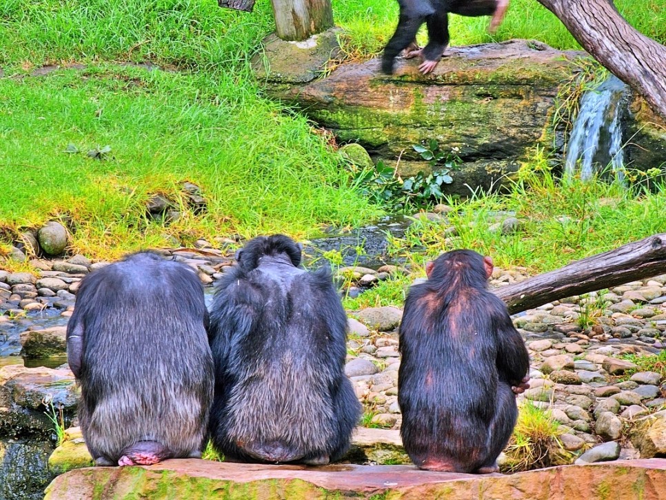 호주 시드니 여행 일정 코스 추천 3월 4월 시드니 날씨 시드니 타워아이 타롱가 동물원 빅버스