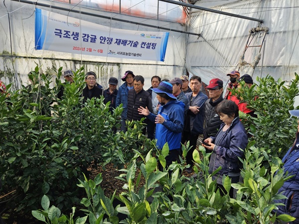 서귀포농기센터, 극조생 감귤 현장 컨설팅