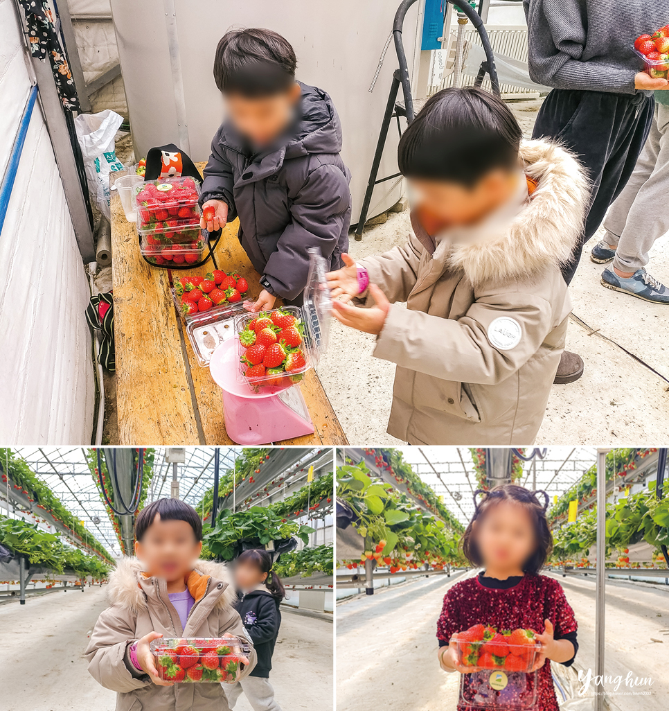 경기도 아이와 가볼만한곳 딸기 체험 동물 먹이주기 등