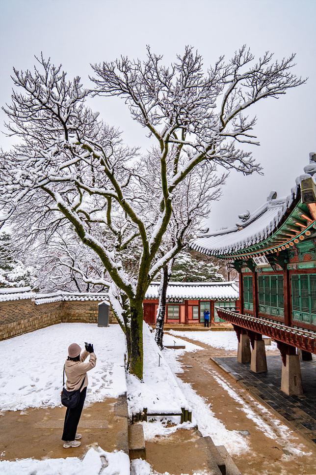서울 겨울 가볼만한곳 창경궁 창덕궁 후원 관람