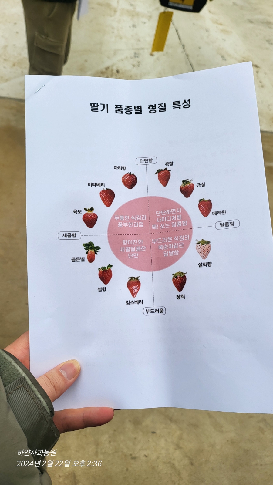 홍천 딸기 스마트팜 현장교육 - 초록새록 홍천 딸기
