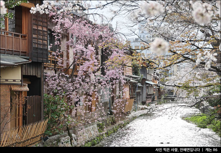 일본 교토 여행 코스 교토 청수사 아라시야마 기온거리 교토 벚꽃
