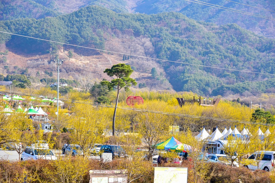 2024 구례 산수유축제 기본정보 와 구례 산수유마을 산수유개화시기 예상