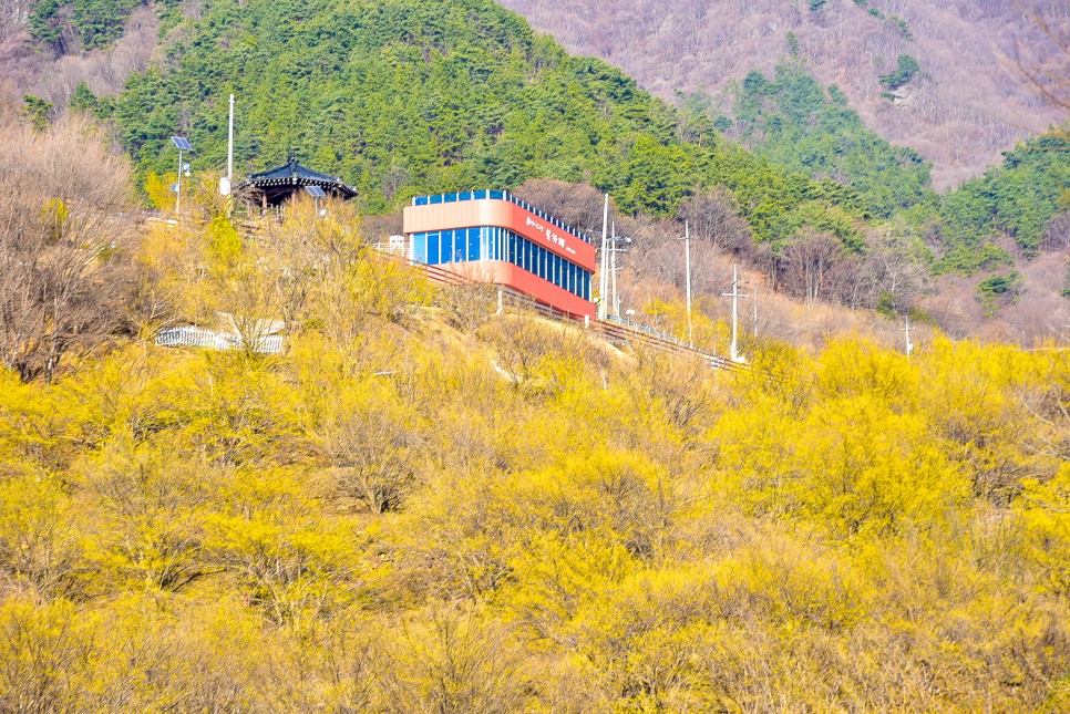 2024 구례 산수유축제 기본정보 와 구례 산수유마을 산수유개화시기 예상