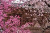 양산 통도사 홍매화 개화 봄꽃구경