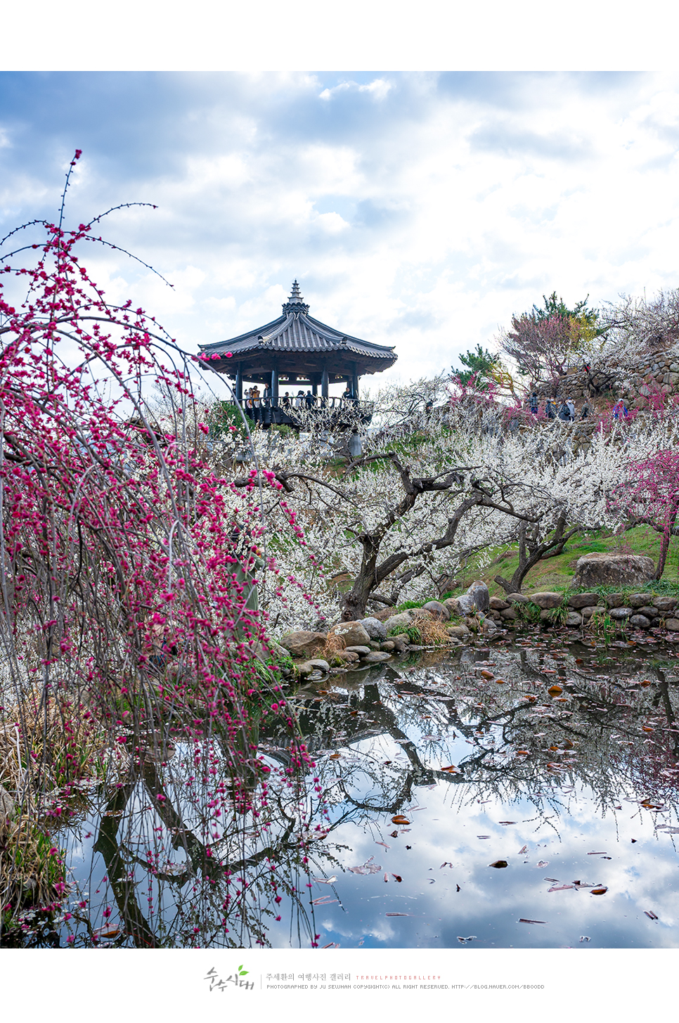 2024 봄꽃 축제 광양 매화축제 일정 및 매화 개화 시기