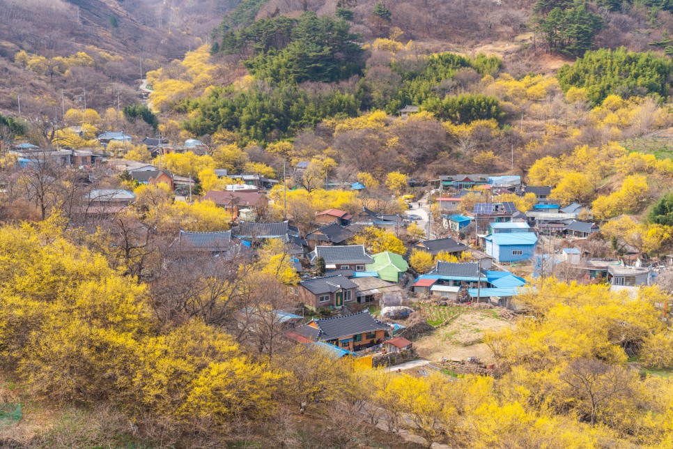 [2024 봄꽃 축제] 구례 산수유 축제 일정과 안내 구례 산수유 마을 사진 명소